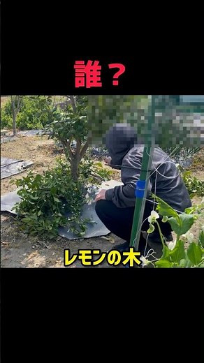 Lemon tree pruning and cuttings