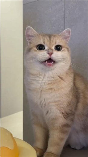Cat meowing to attract cats
