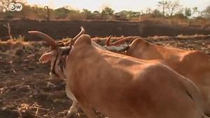 Drought Plagues Indian Farmers