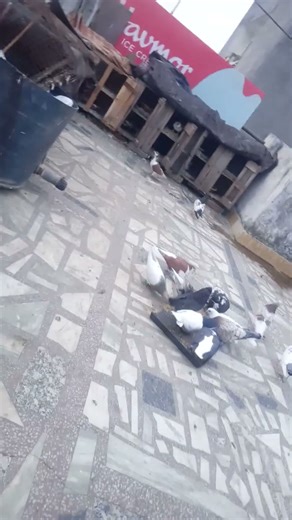 Mukhi pigeon ka shok ❤️♣️🕊️🦅#kabootar #status #shorts