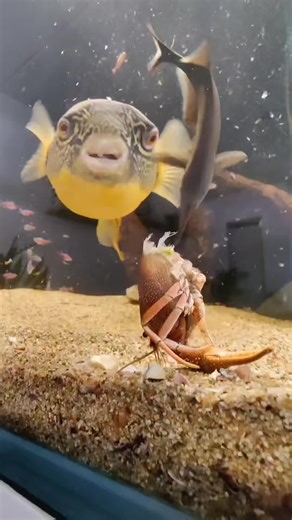 Relaxing Aquarium ASMR with Barry the Pufferfish