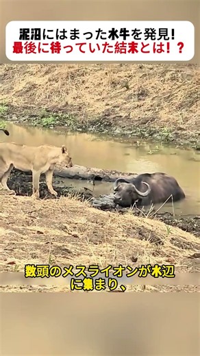 Found a Buffalo Trapped in the Mud! What Was the Final Outcome!? #Lion #Buffalo #Wildlife #Savann...