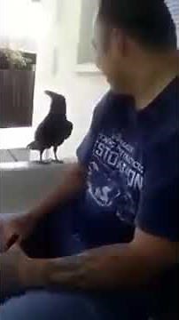 Crow Says F*** You - You Laugh You Lose Clip
