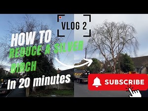 How to prune a silver birch in 20 MINUTES!