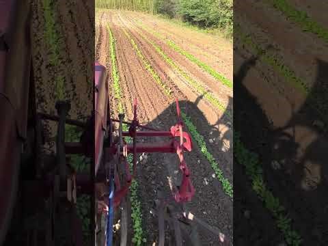 Farmall C cultivating turnip and mustard
