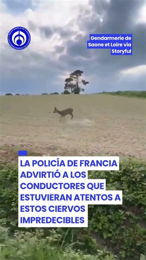 ¡“Bambi borracho”! Venado sorprende con comportamiento extraño 🦌
