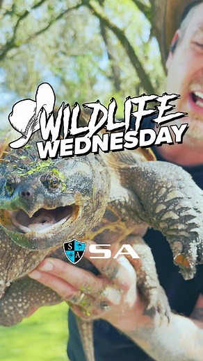 Check out this crazy turtle! 😱🐢 Robbie of @getswamped was close to losing a finger to this Florida Snapping Turtle! Don't try this at home! 🤠 🐊🐳🐅🦎🌎🦧🦈🐆🦇 #SATeam #REPSA #SACo #WildlifeWednesday #ShareYourPassion #GetSwamped #Turtle #SnappingTurtle #Animals #Wildlife #Animalsofinstagram #Nature #Adventure | SA Company