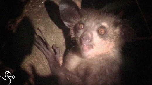 260K views · 1K shares | We've never seen anything quite like this before... | The Dodo | Facebook