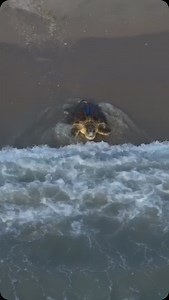 Thanks to our friend @joellikestophoto for capturing this amazing drone footage of our Tour de Turtles release in the Archie Carr Refuge last month, featuring loggerhead turtle Shelby! Shelby was equipped with a satellite transmitter after nesting so you can follow her migration on the STC Turtle Tracker App or tourdeturtles.org 🐢💕 #tourdeturtles | Sea Turtle Conservancy