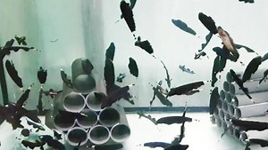 "Wave your flags" The Black Ghost knifefish (Apteronotus albifrons) At Aquarium Dietzenbach #oliverknott #ok_aqua #aquariumdietzenbach #AquaEarth #AquaLat #AquaIron #AquaLava | Oliver Knott