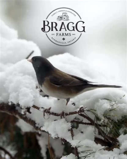 Seen any Black Eyed Junco lately?? It’s hard to believe that we were still having temps in the double digits just days ago, and then the rain set in and then the snow arrived. If you’ve been noticing them at your feeder, that’s a sure sign in nature that winter is coming as these birds are referred to as “snowbirds.” While many birds migrate south for winter, the Junco does too go south, but here in Southern Ontario is what they consider to be south. When they arrive it’s a sure tip that warm da