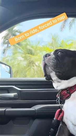 Dog wanted a ride to take naps! 🛞 🐶🐾