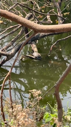 Tree Climbing Turtle? 🐢 Sun Basking
