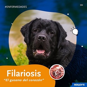 No olvidemos de PREVENIR el “gusano del corazón”. La #filariosis se puede prevenir con UNA TOMA MENSUAL de Moxidex o Moxidex Plus *Siempre consulta a tu médica/o veterinaria/o de confianza* | Biogénesis Bagó Pets