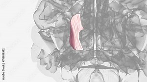 The internal capsule is a two-way tract for the transmission of information to and from the cerebral cortex .