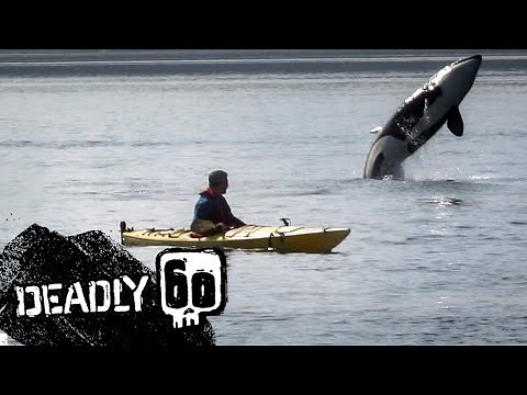 Orca Leaping Out Of Water! | Deadly 60 | BBC Earth Kids