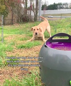 14K views · 416 reactions | Love how she bounces on her front feet and her tail is like a helicopter 藍 Credit: Alex Watkins via ViralHog | Bright | Facebook