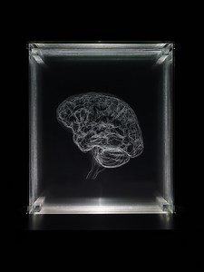 Brain of the Artist by Angela Palmer | National Galleries of Scotland