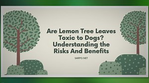 Lemon Trees and Canine Health: What Every Dog Owner Must Know!