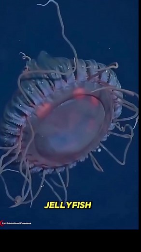 China_s Robotic Jellyfish Spy is a Silent Phantom. _ #documentary_usashorts | Luxury Home Inspiration | Facebook