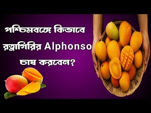 পশ্চিমবঙ্গে Alphonso চাষ || Alphonso cultivation in West Bengal.