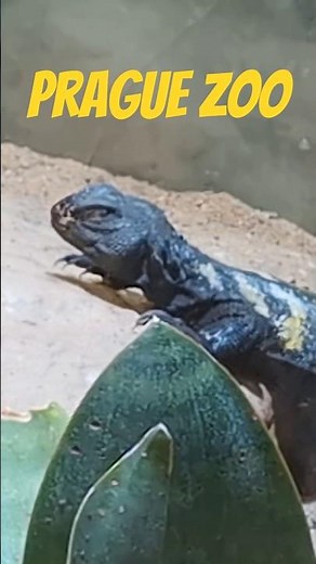 #prague #zoo #praha #czechrepublic #animals #pragueweekly