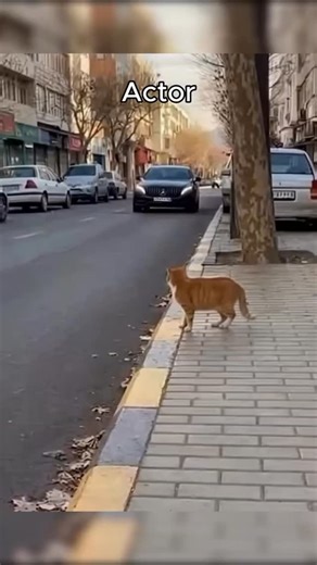 Bendre on Instagram: "Best actor #cat #catmeme #funnycat #cats #catsofttiktok"