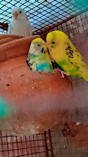 How to Breed Budgies Easily 😍🦜#birds #parrot #pets #budgies #budgiegar #budgie #budiges #birdslover