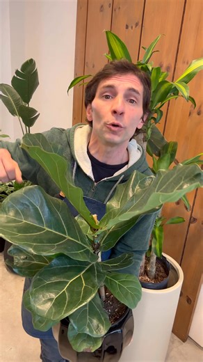 Tenes un Pandurata que solo tiene hojas arriba? 🫠! Acá te cuento que le puede estar pasando y como solucionarlo 🥳. #plantas #PlantasDeInterior #pandurata | El Vivero de Guemes