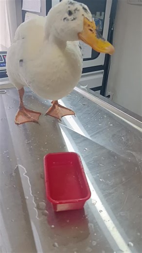 Para que empiecen bien su día les dejo a un pato tomando agua, sencillamente majestuoso jajaja. ¿Sabías Que? Los patos se han convertido en una mascota popular, y aunque la mayoría son de carácter agresivo con extraños o ciertas personas logran una muy buena relación con los miembros de su casa ( sobre todo con la persona que más lo cuida) También se debe tomar en cuenta que la superficies lisas ( como piso de loseta) no son adecuadas para ellos pudiendo ocasionar pododermatitis (inflamación de 
