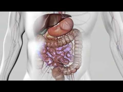 DIGESTION et ABSORPTION