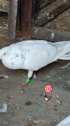 HR31_PIGEON_GROUP 💫🕊️ #trending #kabuterbazi #viral #horse 🦅 #punjabi #kabutarbazi #viral #video