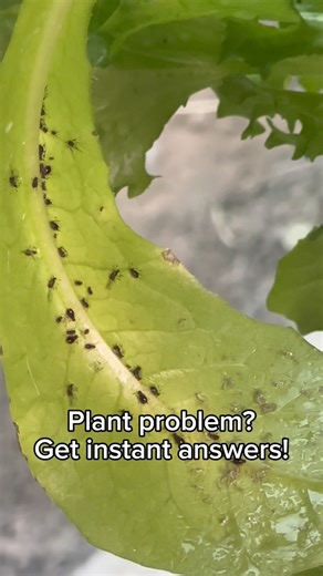 When Growbot saves the day 🥬🐜 I had a bad aphid infestation on my indoor lettuce 😬 Instead of guessing, I snapped a photo and sent it straight to Growbot in Park Seed’s Seed to Spoon app! ✔️ Growbot identified the problem ✔️ Explained what I was seeing ✔️ Gave clear, simple steps to fix it I sprayed with some neem oil I already had on hand, and it helped get things under control. 🙌 This is exactly why I love Growbot - quick answers, no stress, and you learn as you go! Thanks, Growbot 🌱 #see