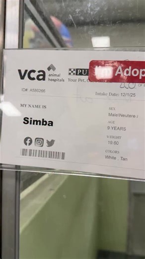 Humane Society of Broward County on Instagram: "Simba was adopted 🙌🩵 Our sweet senior has found the perfect forever home, and we couldn’t be happier for him. 🙏 After losing his owner, Simba found himself in a shelter for the very first time. Thanks to all of you who shared his story and showed him so much love while he waited patiently for this new chapter. 💙 While we celebrate Simba, we still have many wonderful pets who are hoping for a family of their own 🥺 If you’re unable to adopt, ple