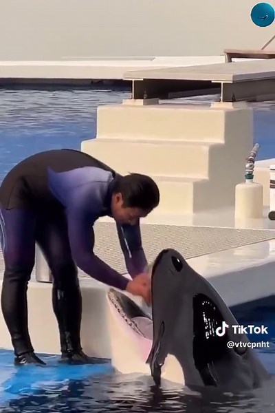 Dolphins Perform Amazing Tricks in the Ocean