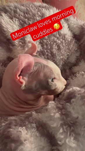 #sphynx #cat #love Morning cuddles at its finest