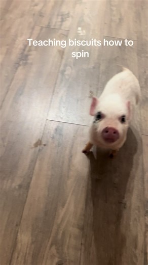 Teaching Biscuits the Pig How to Spin