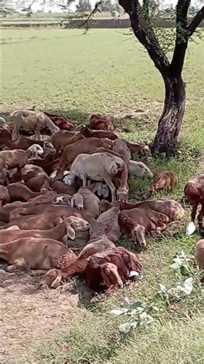 Sheep Resting Peacefully 🐑✨ | Cute & Relaxing Short