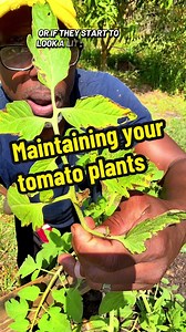 How to Maintain Your Tomato Plants: Expert Gardening Tips