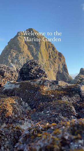 2K views · 84 reactions | Welcome to the Marine Garden ✨In 1990,...