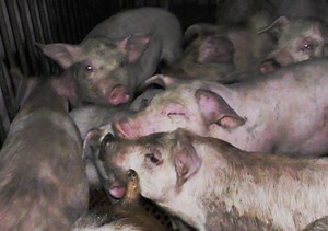 肉用に飼育される、豚の一生| 畜産動物たちに希望を Hope For Animals｜鶏、豚、牛などのアニマルウェルフェア、ヴィーガンの情報サイト