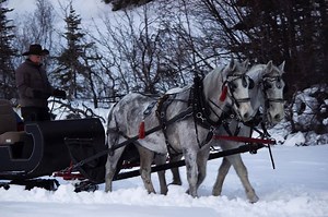 Sleigh Rides - Take A Magical Sleigh Ride | Jasper Park Riding Stables