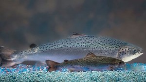 Genetically-modified salmon approved by FDA