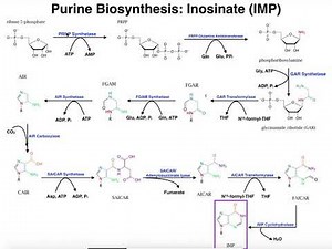 Nucleotide Metabolism | Regulation of Purine Biosynthesis