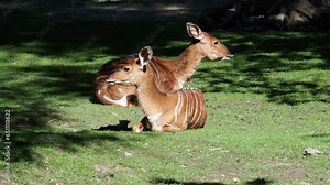 The Indian Blackbuck, Antelope cervicapra or Indian antelope inhabits grassy plains and slightly forested areas. Fast animals, the blackbuck can run at as high as 80 kilometers per hours.