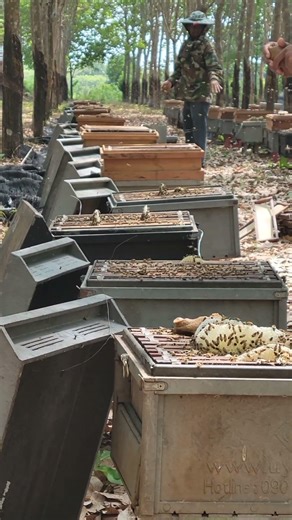Feed bees in a bee farm #cambodia