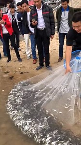 11M views · 126K reactions | Catching Fish Using Cast Net Fishing / Net Catch Fishing #Reels #fishing #skill #castnetfishing | Daily Discovery | Facebook