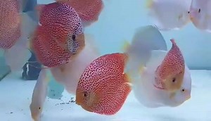 Blue Diamond y Penang Eruption | Biotopica Keeping Discus Fish