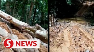 1.9K views · 37 reactions | The Orang Asli community and villagers living around the Bintang Hijau Forest Reserve in Perak said a logging project is causing an adverse environmental impact in the area. They said the water from Sungai Lawin had become murky due to the logging activities. WATCH MORE: https://thestartv.com/c/news SUBSCRIBE: https://cutt.ly/TheStar LIKE: https://fb.com/TheStarOnline | The Star | Facebook
