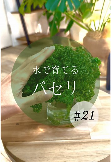 家庭菜園でのパセリ栽培方法